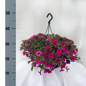 .Hanging baskets calibrachoa pink, cerise, blue