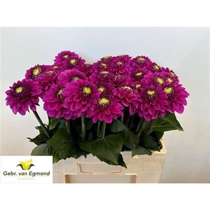 Dahl Ball Purple Fox