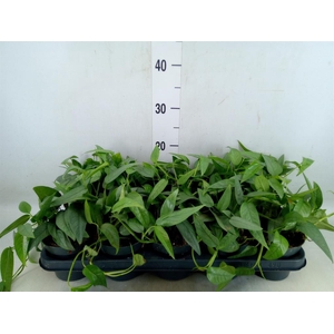 Epipremnum pinn. 'Cebu Blue'