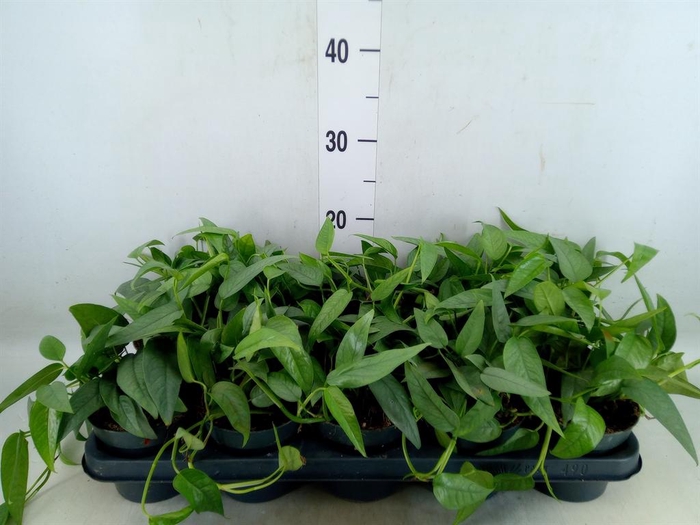 <h4>Epipremnum pinn. 'Cebu Blue'</h4>