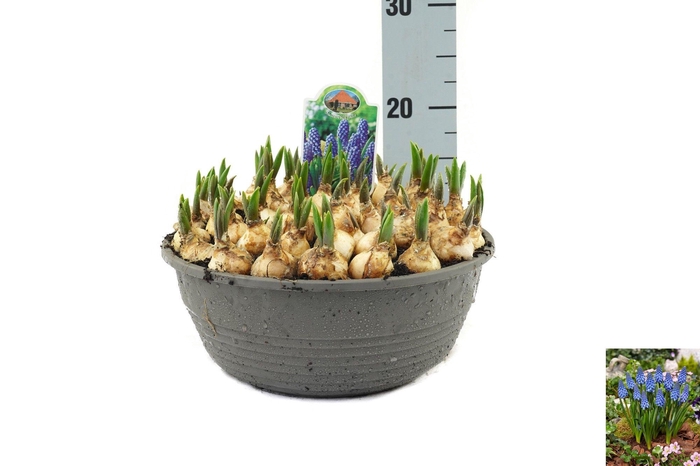 <h4>Muscari Big Smile</h4>