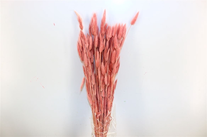 <h4>Dried Lagurus L Pink Bunch</h4>