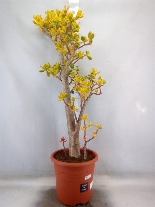 <h4>Crassula ovata 'Sunset'</h4>