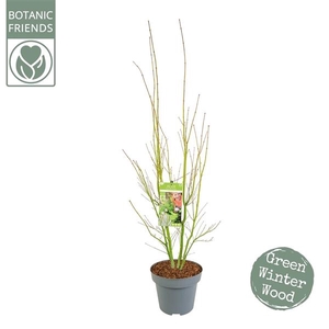 Acer palm. 'Going Green'® C14 struik