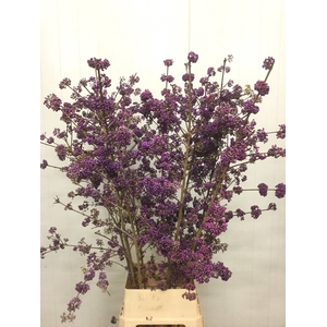 CALLICARPA BOD PROFU