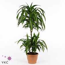 Dracaena fragrans Hawaiian Sunshine 21Ø 100cm 1pp