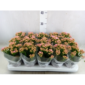 Kalanchoe  'MoreFlow Lillian'