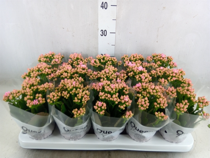 <h4>Kalanchoe  'MoreFlow Lillian'</h4>