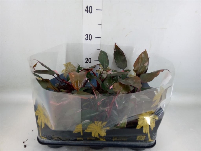 <h4>Philodendron   ...</h4>