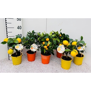 Citrus Mix-Tray 2+ Var mini-stem