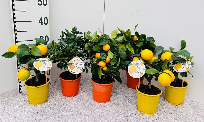 <h4>Citrus Mix-Tray 2+ Var mini-stem</h4>