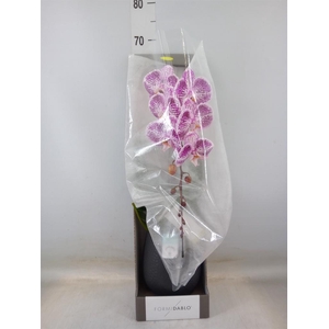 Phalaenopsis   ...lilac