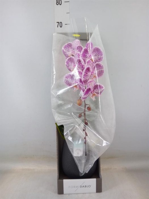 <h4>Phalaenopsis   ...lilac</h4>
