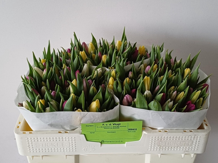 <h4>TU EN GM 4 KLEUREN</h4>