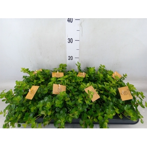 Peperomia rotundifolia