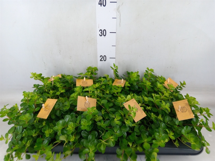 <h4>Peperomia rotundifolia</h4>