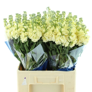 Matth Iron Yellow