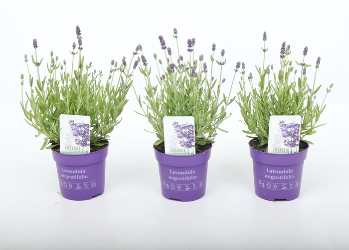 <h4>Lavandula ang. 'Ardèche Blue' 10,5 cm</h4>