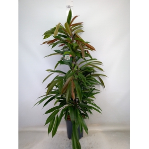 Ficus binn. 'Amstel King'