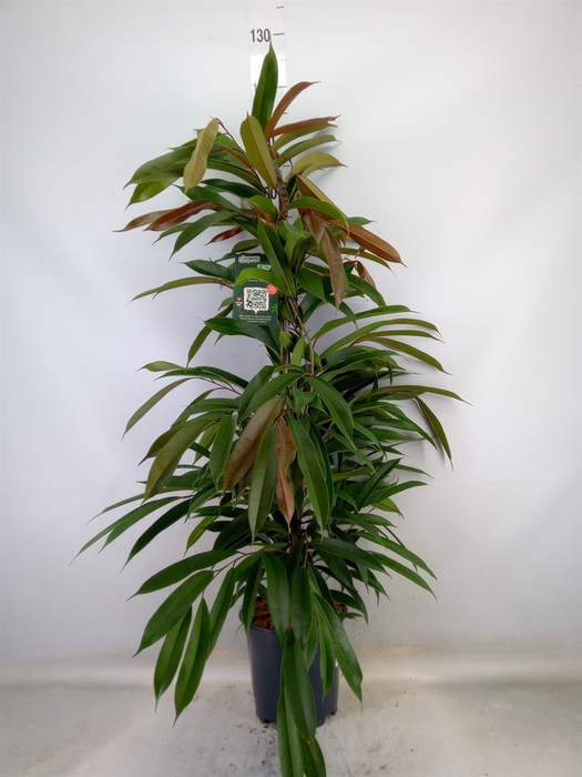 <h4>Ficus binn. 'Amstel King'</h4>
