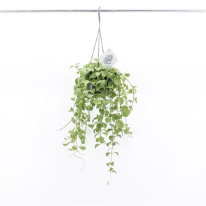 Dischidia Imbricata Hang