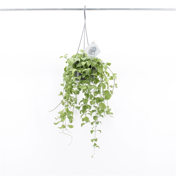 <h4>Dischidia Imbricata Hang</h4>
