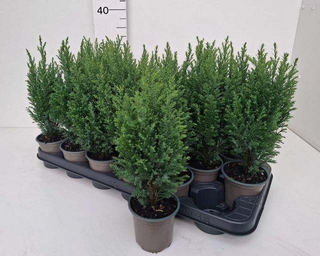 <h4>Cham L Ellwoodii</h4>