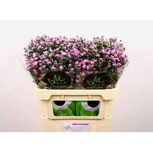 Aster Nb Teeny Tiny Pink