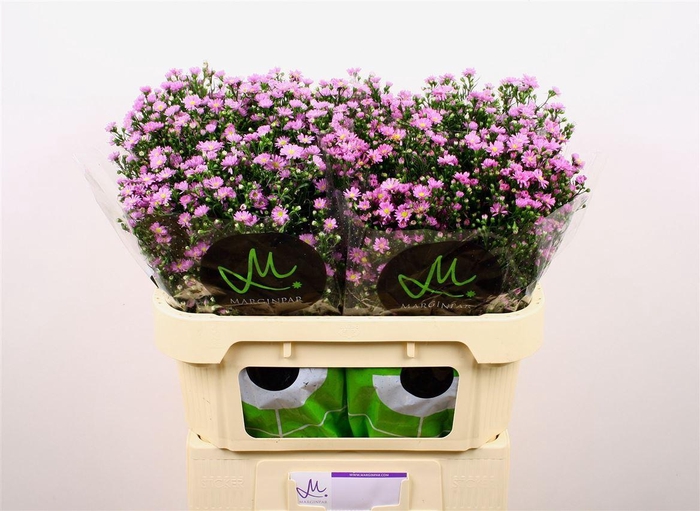 <h4>Aster Nb Teeny Tiny Pink</h4>