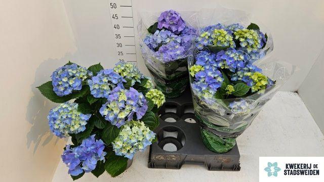 <h4>HYDR M EARLY BLUE</h4>