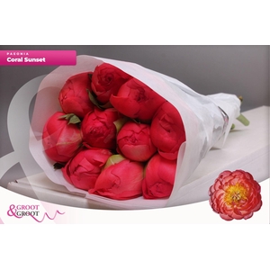 Paeonia Coral Sunset | XXL