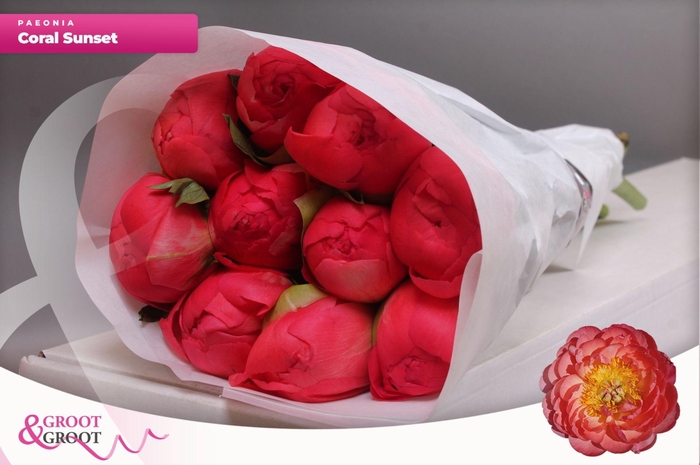 <h4>Paeonia Coral Sunset | XXL</h4>