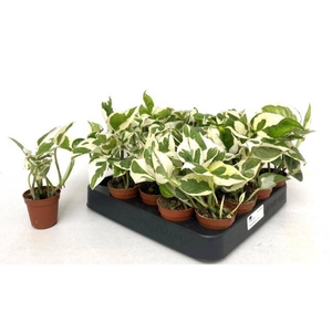 Epipremnum aureum NJoy 5,5Ø 10cm