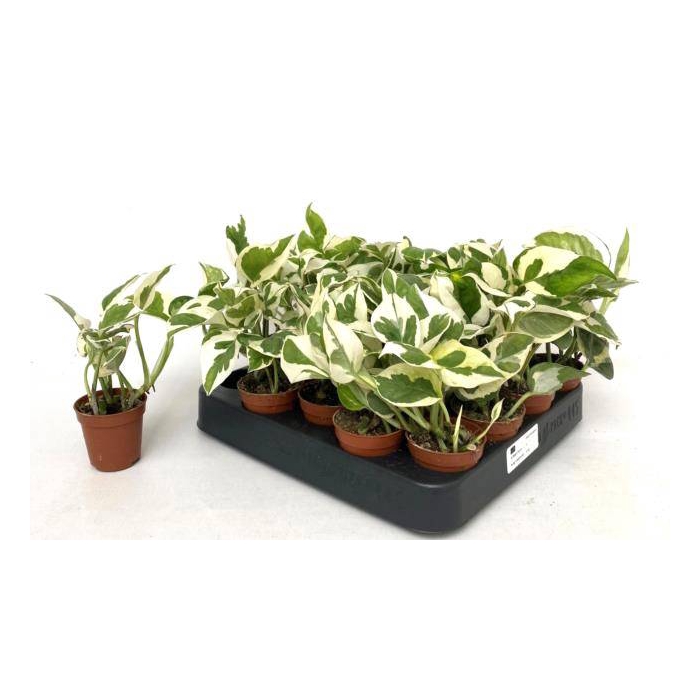<h4>Epipremnum aureum NJoy 5,5Ø 10cm</h4>