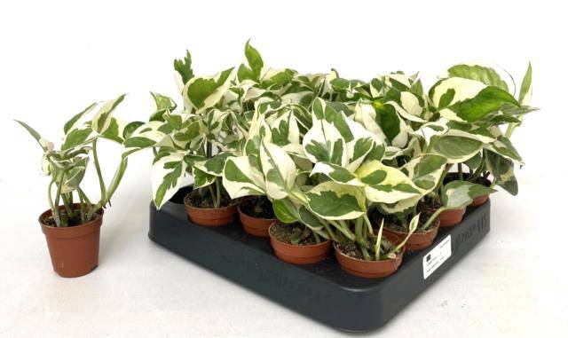 Epipremnum aureum NJoy 5,5Ø 10cm