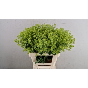 ALCHEM MOLLIS ROBUSTICA