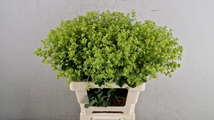 ALCHEM MOLLIS ROBUSTICA
