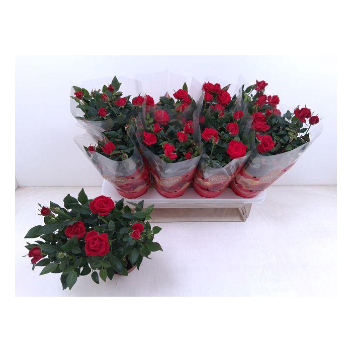 <h4>Ro Fav Ro Red</h4>