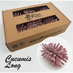 Zijde Cucumis Lang Icy Wx Rood Wx
