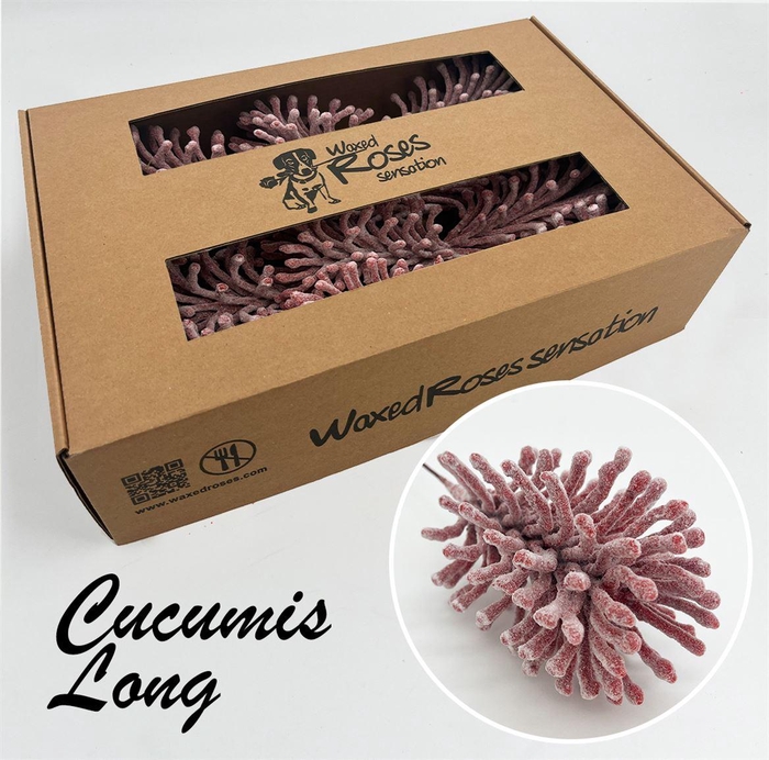 <h4>Zijde Cucumis Lang Icy Wx Rood Wx</h4>