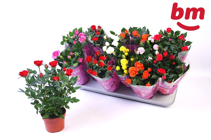 <h4>RO B MONDE GEM</h4>