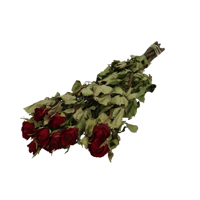 <h4>Dried flowers Rose 50cm x10</h4>
