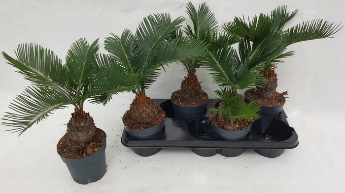 <h4>CYCAS REVOLUTA</h4>