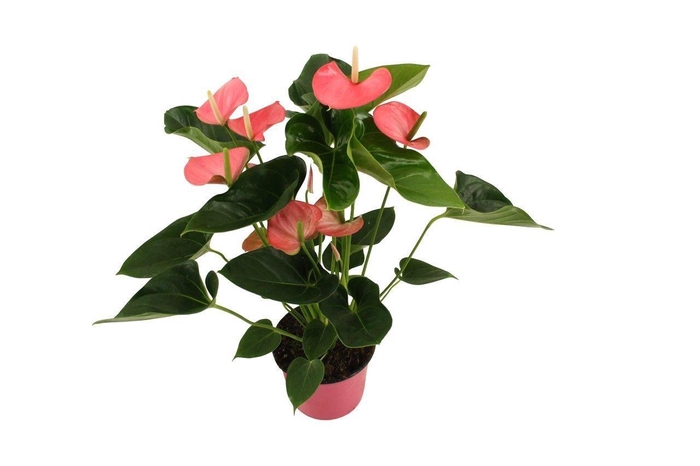 <h4>Anthurium XL.54 Paris Pink 14cm</h4>