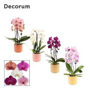 Phalaenopsis cascade 2 tak mix in Kaya (Sympathetic moods-collec