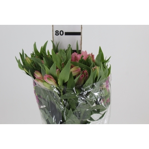 ALSTROEMERIA PRIMADONNA 080 CM