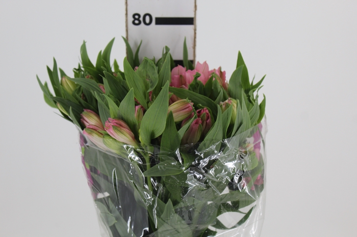 <h4>ALSTROEMERIA PRIMADONNA 080 CM</h4>