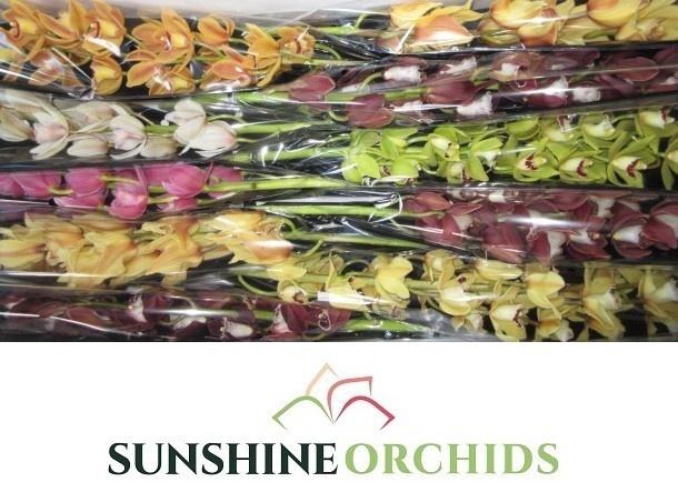 <h4>CYMB MI GEM</h4>