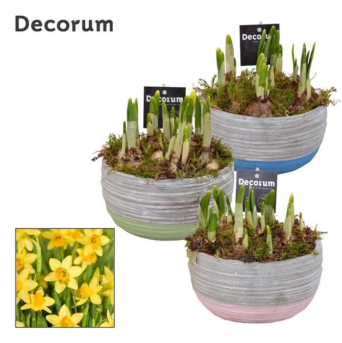 <h4>Narcis Pastel Schaal GM HL19497</h4>