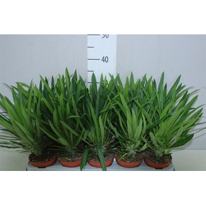 Pachypodium Lamerei